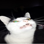 Mister Mid Flehmen